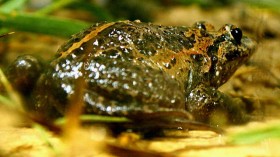 Hula painted frog