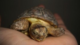 Human Holding Turtle 