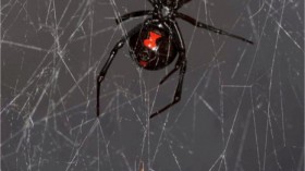 Black Widow and Prey 