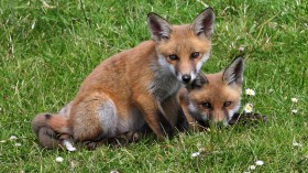 Red Foxes 