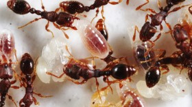 Ant Reproduction 