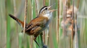 Singing Bird 