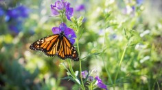 Monarch Butterfly 