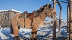 Yakutian Horses 