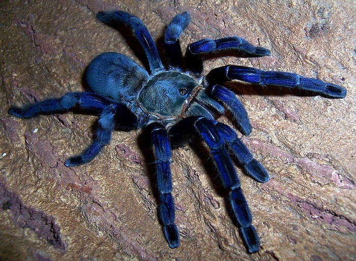 Exotic Blue Hair Tarantula - wide 7