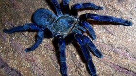 Blue Tarantula