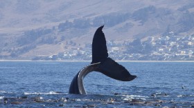 Humpback whale off Morro Bay, California