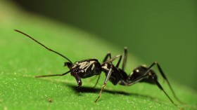 Trap-Jaw Ant 