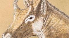 Three-Horned Palaeomerycid 