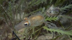 The southern bottletail squid