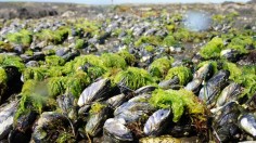 Intertidal Mussels 