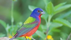 Painted Bunting 