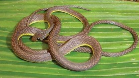 Synophis bicolor