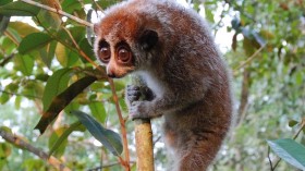 Pygmy Slow Loris