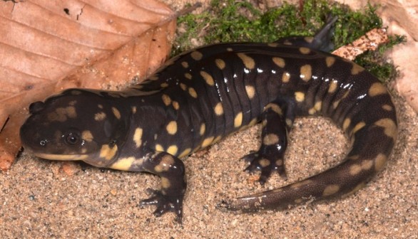 Tiger Salamander 