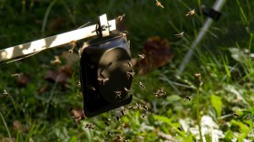 Wasp Alarm Pheromones 