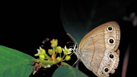 Satyr Butterfly 