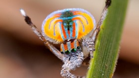 Peacock Spider 