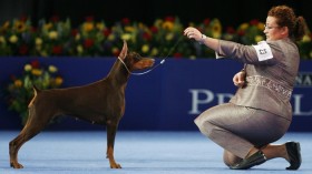 Allure Blazing Star Alisaton, a Doberman Pinscher which won in the working dog category, faces handler Carissa DeMilita Shimpeno at the National Dog Show in Oaks, Pennsylvania, November 14, 2009.