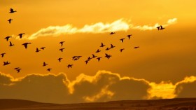 Migrating Birds 