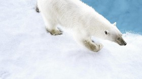 Polar Bear 