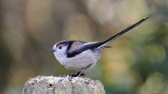 Long-Tailed Tit 