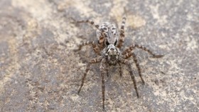 Wolf Spider 