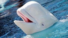 Beluga Whale 