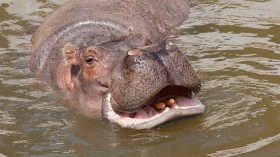 Hippo