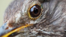 A blackbird (Turdus merula)