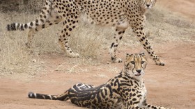 Cheetahs