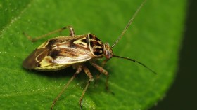 Tarnished Plant Bug