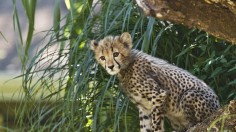 Cheetah Cub