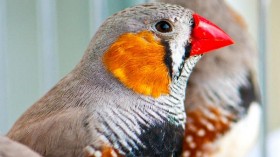 Personality is not inherited from birth parents says new research on zebra finches