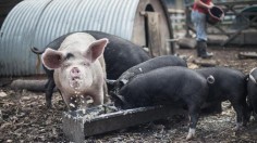 Pigs Eating Food Waste 