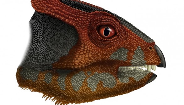 Hualianceratops wucaiwanensis