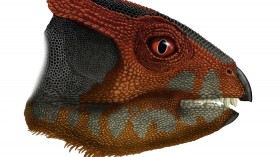Hualianceratops wucaiwanensis