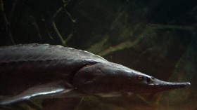 A close-up of a sturgeon (Acipenser).