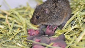 Prairie Vole 