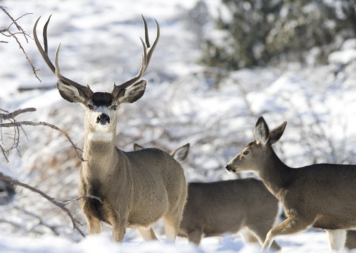 Red Deer and Winter Diets: Northern Herbivores 'Shrink' Stomachs and ...