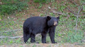 Black Bear 