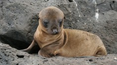 Sea Lion 