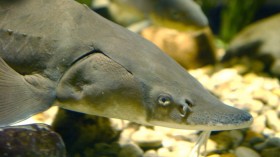 A lake sturgeon from the Great Lakes.