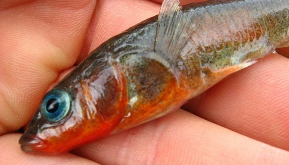 Stickleback 