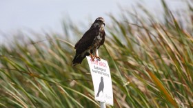 Snail Kite