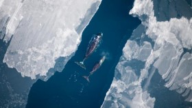 Bowhead Whales in the Arctic 