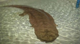 Chinese Giant Salamander 