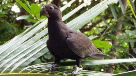 Greater Vasa Parrots 