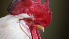 A chicken is seen at a yard in central Beijing, April 5, 2013