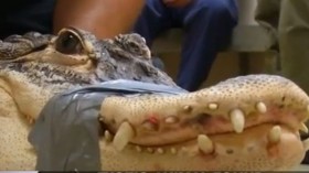 Abused Alligator 